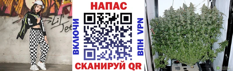 Купить где Белореченск Канабис индика